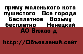 приму маленького кота пушистого - Все города Бесплатное » Возьму бесплатно   . Ненецкий АО,Вижас д.